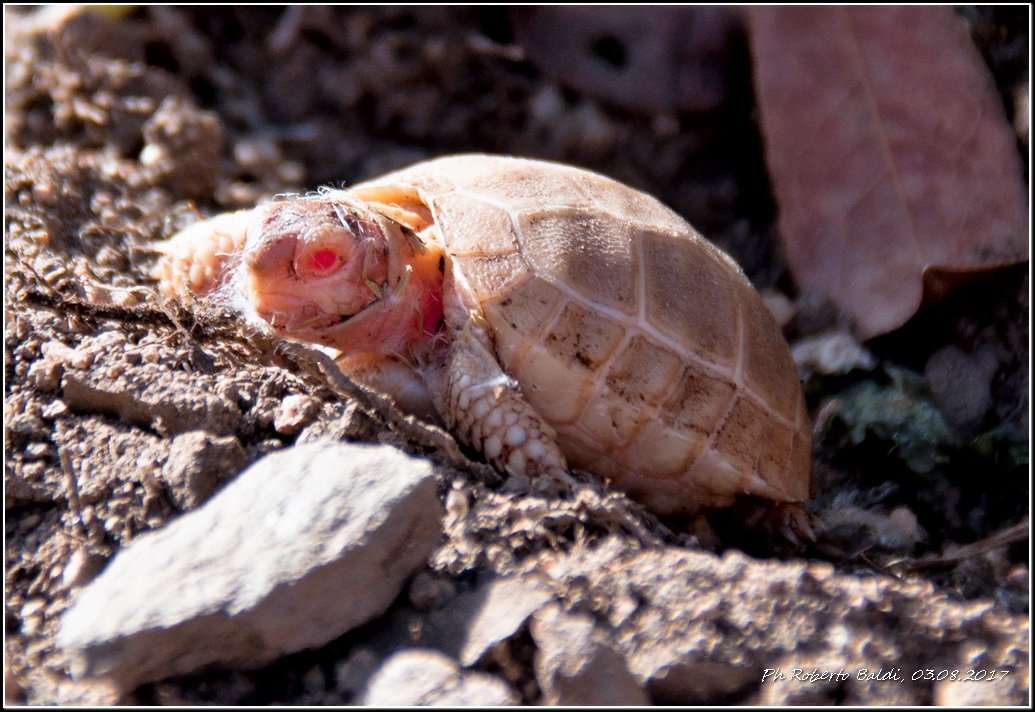 Tartaruga albina sarda