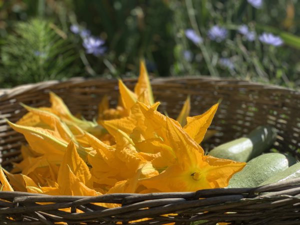 Fiori di zucca dell’orto.jpeg