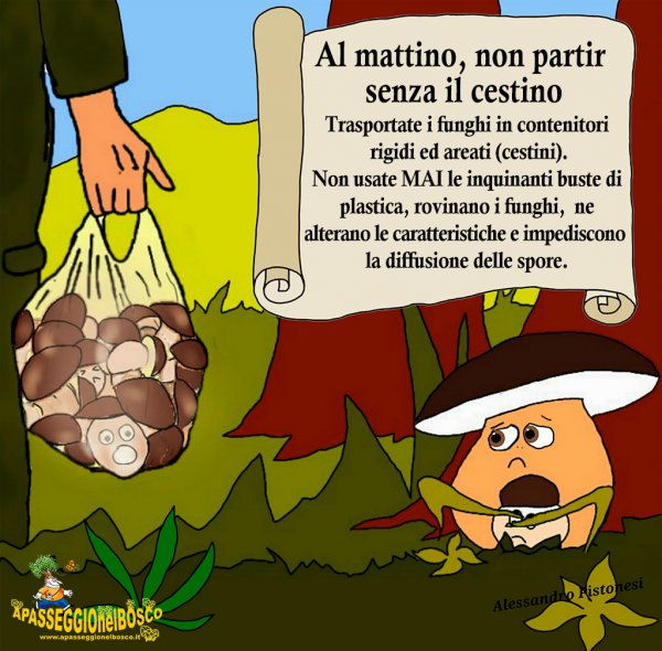 I funghi di APB