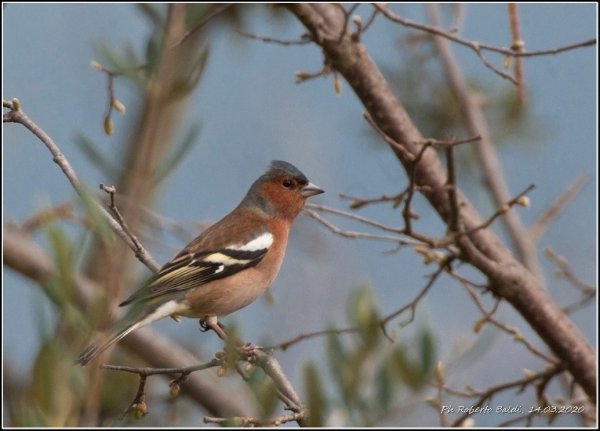 Fringuello maschio -  Fringilla coelebs