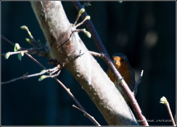 Pettirosso -Erithacus rubecula