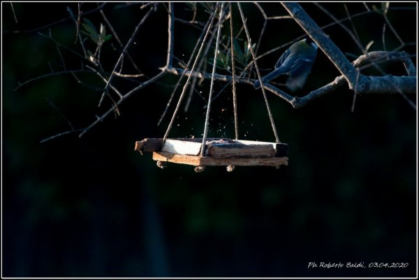 Cinciallegra - Parus major