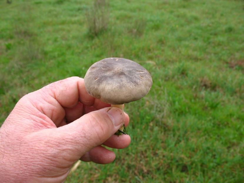 post-1177-1205335643_thumb.jpg
