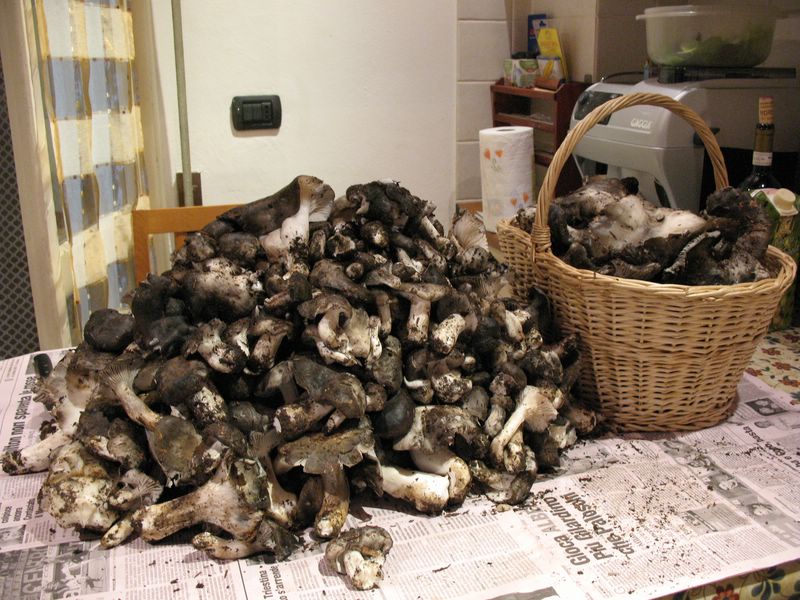 post-1177-1208255168.jpg