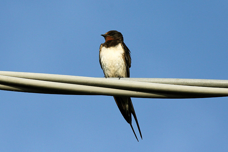 ALTcompluser - Set Di 4 Supporti Per Uccelli Con Piattaforma Per Pappagalli, Giocattoli A Gabbia Rotonda In Legno Per Pappagalli, Calopatiel, Fringuelli, Piccoli Parrocchetti