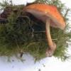 pluteus