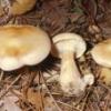 clitocybe