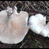 farinella