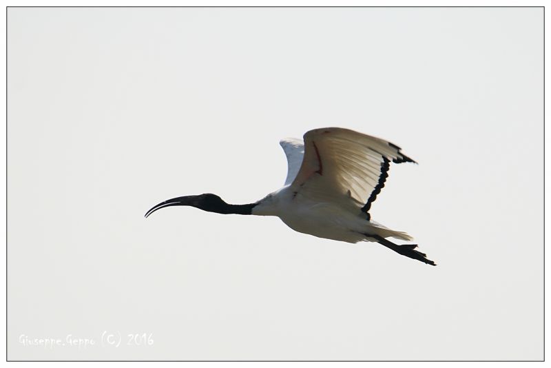 Ibis solitario