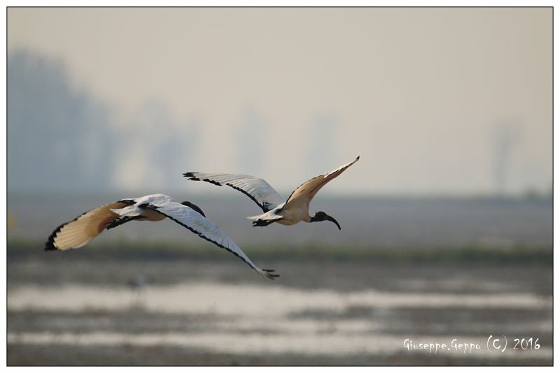 Ibis in volo