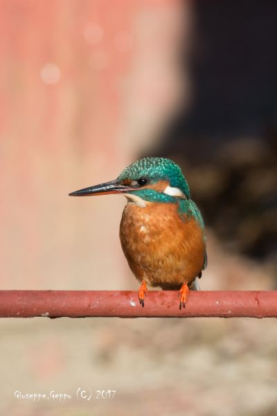 Alcedo Atthis - Martin Pescatore (femmina)