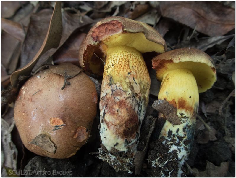 Boletus poikilochromus Pöder, Cetto & Zuccherelli