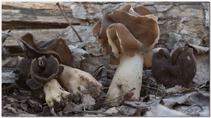 Helvella leucopus