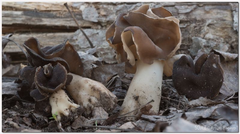 Helvella leucopus