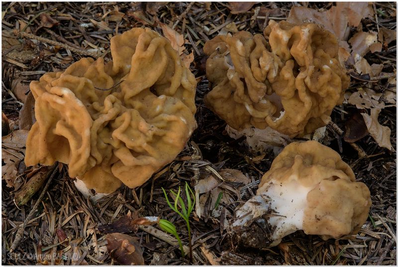 Gyromitra gigas