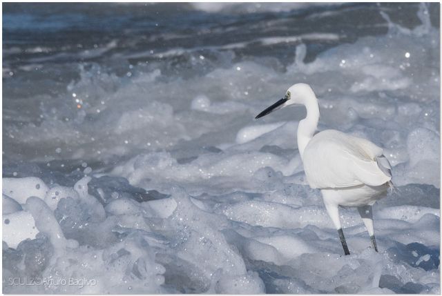 Egretta garzetta