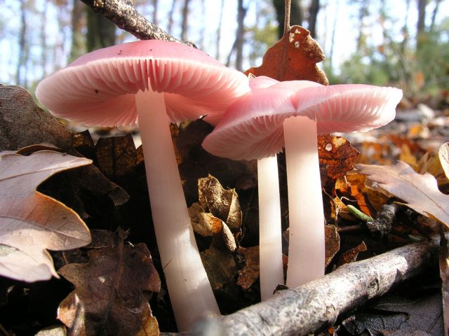 Mycena rosea