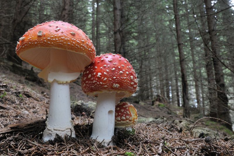 Amanita muscaria