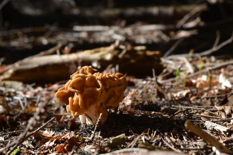 Maggiori informazioni su "Gyromitra gigas"