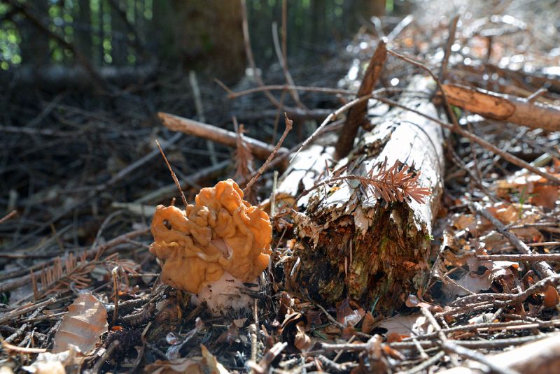 Gyromitra gigas