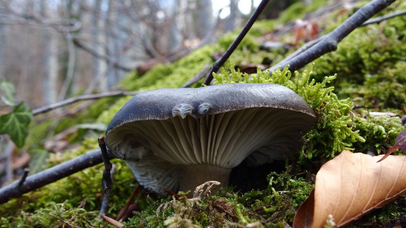 Hygrophorus marzuolus