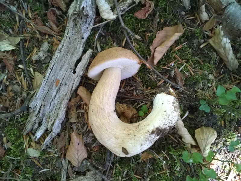 Boletus reticulatus  (capitan uncino)