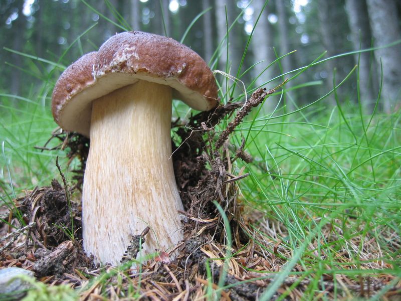 Boletus edulis