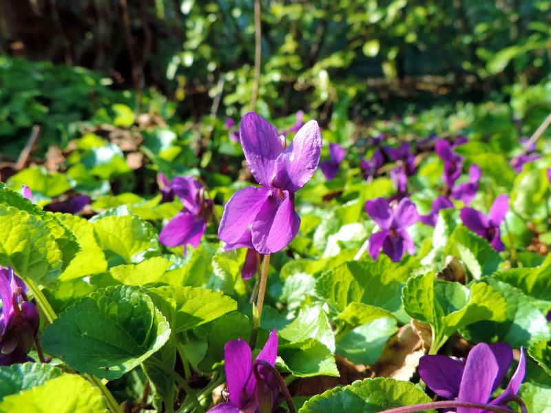 viole in giardino